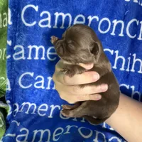 Rolo Long Coat, a male Chihuahua for sale in Spiro, OK – 5 of 10