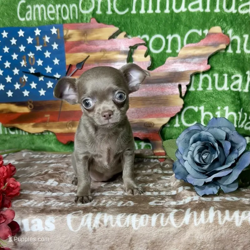 Liberty Tiny Lavender Short Coat – Chihuahua puppy for sale in Spiro, OK