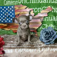 Liberty Tiny Lavender Short Coat, a female Chihuahua for sale in Spiro, OK – 1 of 10