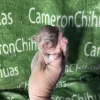 Spud LC Micro Tiny Lavender, a male Chihuahua for sale in Spiro, OK – 8 of 10