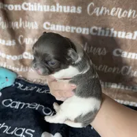Blue long coat , a male Chihuahua for sale in Spiro, OK – 6 of 10