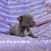 Star Lavender Short Coat, a female Chihuahua for sale in Spiro, OK – 5 of 10