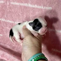 Sage Tiny Long Coat, a female Chihuahua for sale in Spiro, OK – 5 of 7