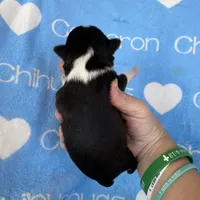 Tip Black Tri SC, a male Chihuahua for sale in Spiro, OK – 6 of 10
