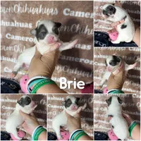 Brie Blue Long coat , a female Chihuahua for sale in Spiro, OK – 10 of 10