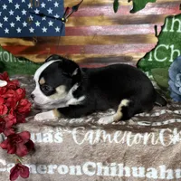 Jethro Short Coat, a male Chihuahua for sale in Spiro, OK – 5 of 10