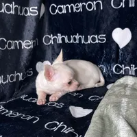 Chloe Smooth Coat Cream, a female Chihuahua for sale in Spiro, OK – 5 of 10