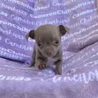 Star Lavender Short Coat, a female Chihuahua for sale in Spiro, OK – 3 of 10