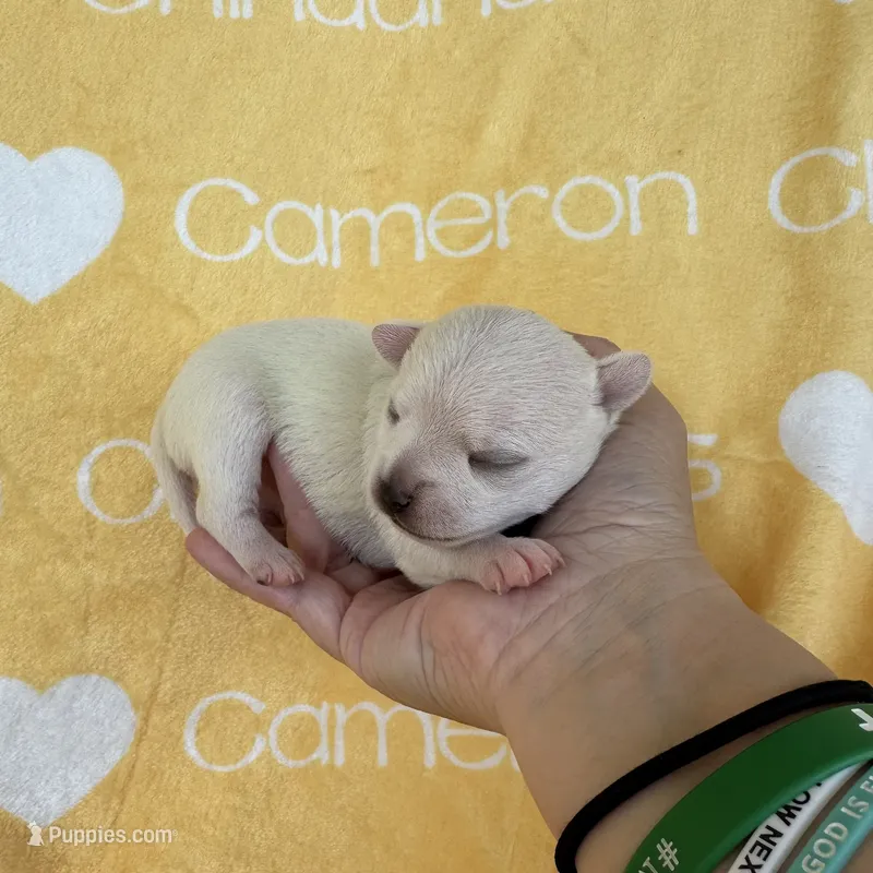 Polar SC White – Chihuahua puppy for sale in Spiro, OK