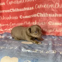 Cannoli Short Coat Lavender, a male Chihuahua for sale in Spiro, OK – 5 of 6