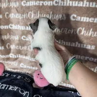 Brie Blue Long coat , a female Chihuahua for sale in Spiro, OK – 6 of 10