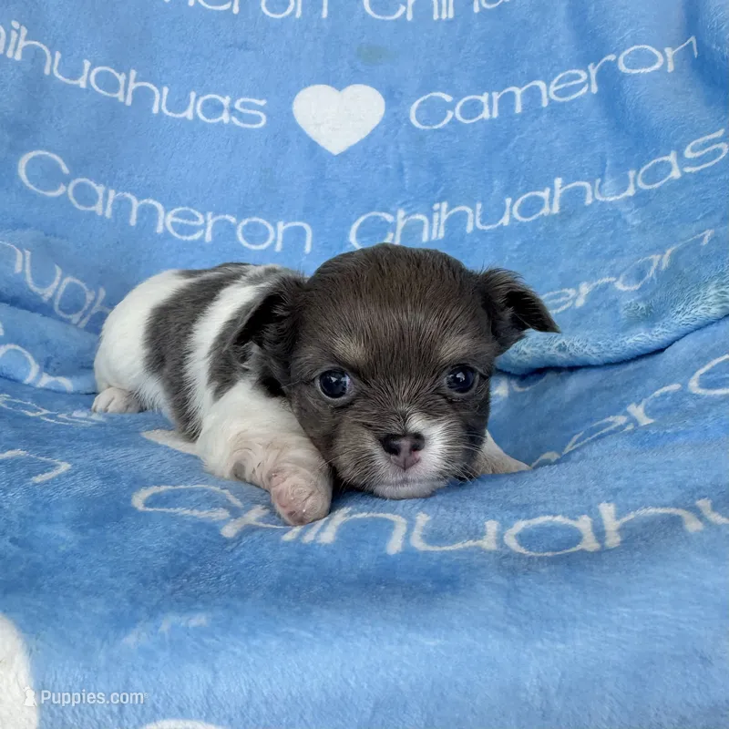 Blue long coat AKC ACA – Chihuahua puppy for sale in Spiro, OK