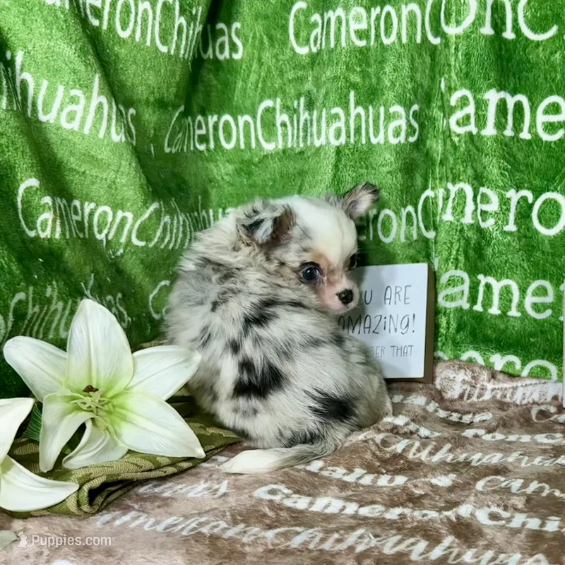 Drysdale Flashy Merle – Chihuahua puppy for sale in Spiro, OK