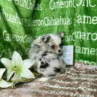 Drysdale Flashy Merle, a male Chihuahua for sale in Spiro, OK – 1 of 10