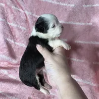 EllieMay Long Coat, a female Chihuahua for sale in Spiro, OK – 2 of 10