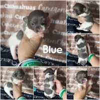 Blue long coat , a male Chihuahua for sale in Spiro, OK – 9 of 10