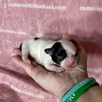 Sage Tiny Long Coat, a female Chihuahua for sale in Spiro, OK – 2 of 7