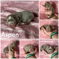 Aspen Long Coat Lavender , a female Chihuahua for sale in Spiro, OK – 6 of 10