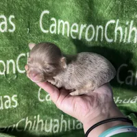 Spud LC Micro Tiny Lavender, a male Chihuahua for sale in Spiro, OK – 10 of 10