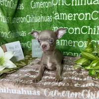 Freedom Lavender Short Coat, a male Chihuahua for sale in Spiro, OK – 10 of 10