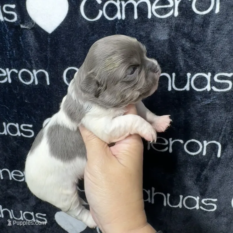 Blue long coat  – Chihuahua puppy for sale in Spiro, OK
