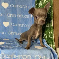 Freedom Lavender Short Coat, a male Chihuahua for sale in Spiro, OK – 6 of 10