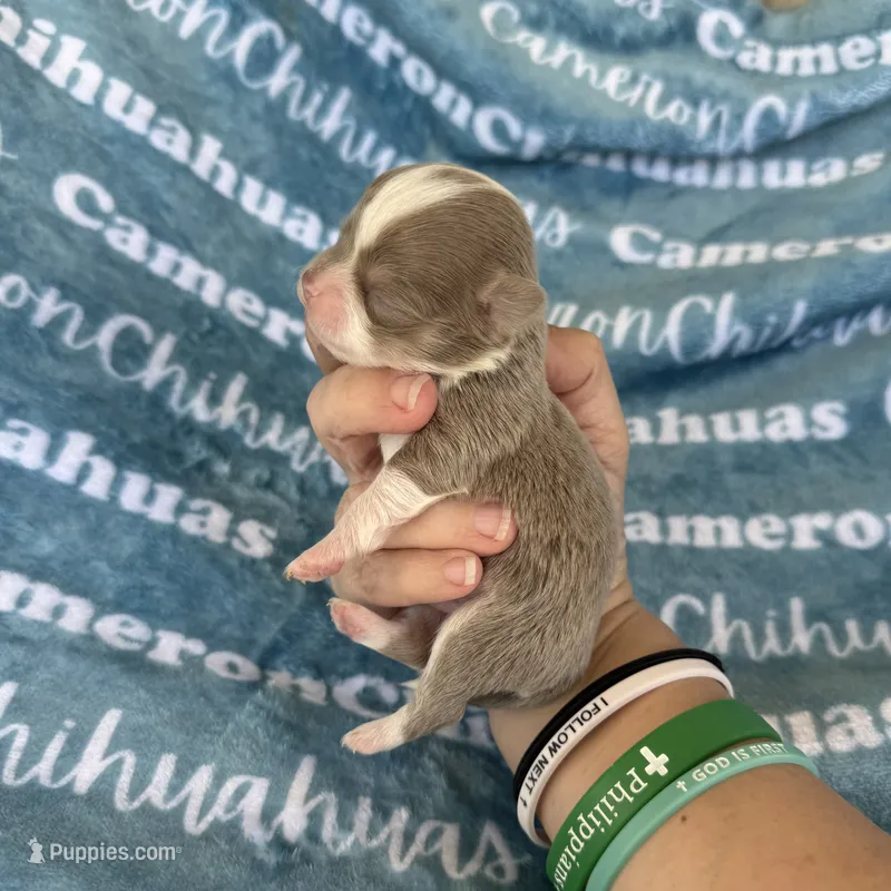 Thumper Micro Long Coat Lavender  – Chihuahua puppy for sale in Spiro, OK