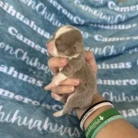 Thumper Micro Long Coat Lavender , a male Chihuahua for sale in Spiro, OK – 1 of 6