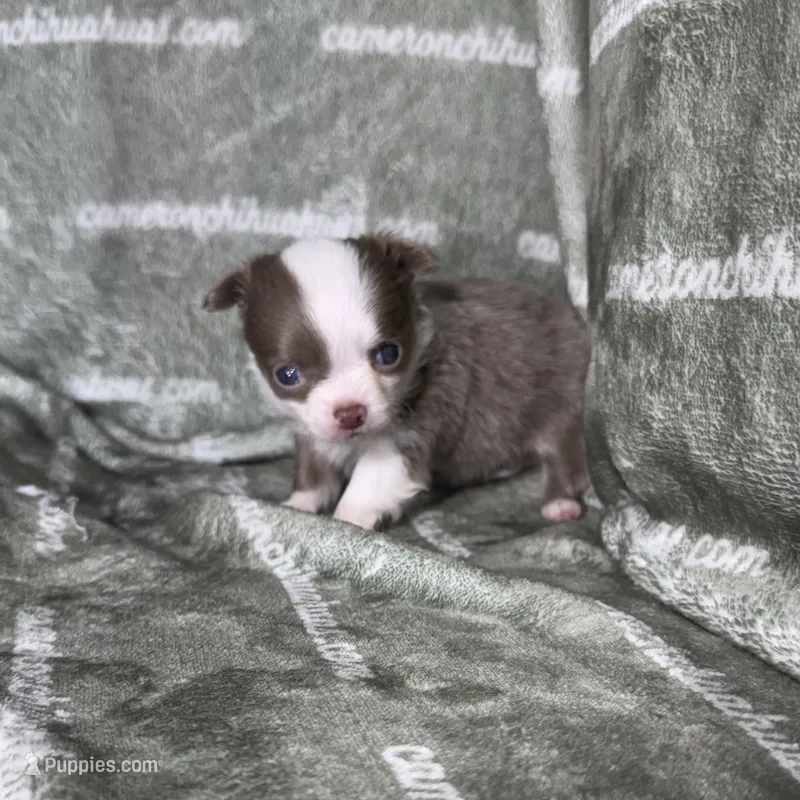 Faline Long Coat Micro  – Chihuahua puppy for sale in Spiro, OK