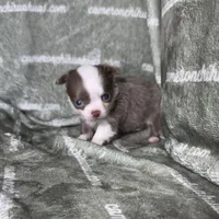 Faline Long Coat Micro , a female Chihuahua for sale in Spiro, OK – 1 of 7
