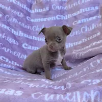 Star Lavender Short Coat, a female Chihuahua for sale in Spiro, OK – 4 of 10