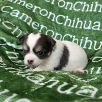 Bliss Blue Long Coat AKC ACA, a female Chihuahua for sale in Spiro, OK – 5 of 9