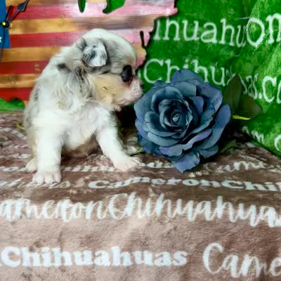 Drysdale Flashy Merle, a male Chihuahua for sale in Spiro, OK – 10 of 10