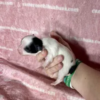 Sage Tiny Long Coat, a female Chihuahua for sale in Spiro, OK – 6 of 7