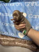 Barley Long Coat Lavender, a male Chihuahua for sale in Spiro, OK – 2 of 10