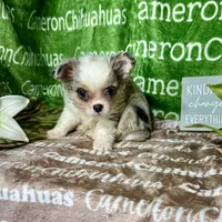 Drysdale Flashy Merle, a male Chihuahua for sale in Spiro, OK – 2 of 10