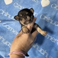Jed Short Coat , a male Chihuahua for sale in Spiro, OK – 2 of 9