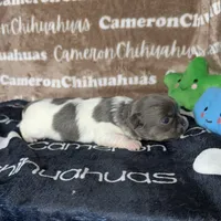 Blue long coat , a male Chihuahua for sale in Spiro, OK – 7 of 10