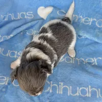 Blue long coat AKC ACA, a male Chihuahua for sale in Spiro, OK – 10 of 10