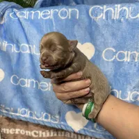 Barley Long Coat Lavender, a male Chihuahua for sale in Spiro, OK – 6 of 10