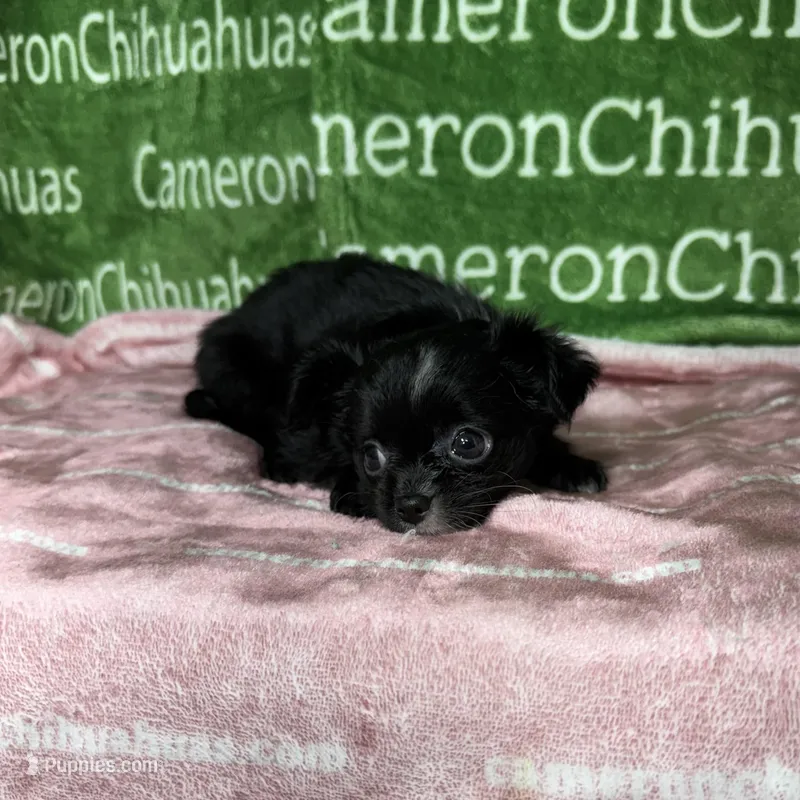 Angel Long Coat – Chihuahua puppy for sale in Spiro, OK