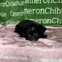 Angel Long Coat, a female Chihuahua for sale in Spiro, OK – Photo 1 of 10