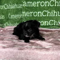 Angel Long Coat, a female Chihuahua for sale in Spiro, OK – Photo 4 of 10