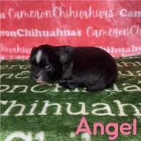 Angel Long Coat, a female Chihuahua for sale in Spiro, OK – Photo 2 of 6