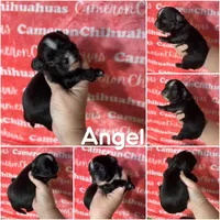 Angel Long Coat, a female Chihuahua for sale in Spiro, OK – Photo 4 of 6