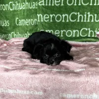 Angel Long Coat, a female Chihuahua for sale in Spiro, OK – Photo 2 of 10