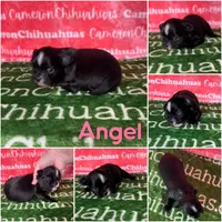 Angel Long Coat, a female Chihuahua for sale in Spiro, OK – Photo 3 of 6