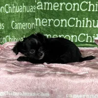 Angel Long Coat, a female Chihuahua for sale in Spiro, OK – Photo 3 of 10