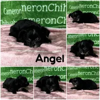 Angel Long Coat, a female Chihuahua for sale in Spiro, OK – Photo 6 of 10