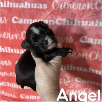 Angel Long Coat, a female Chihuahua for sale in Spiro, OK – Photo 1 of 6